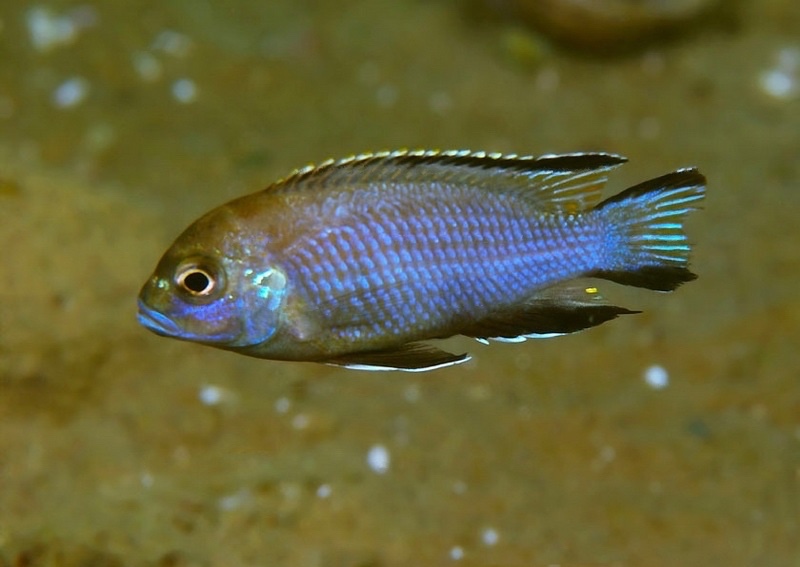 Maylandia gallireyae 'Gallireya Reef'